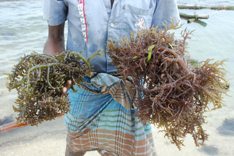 Good news  Seaweed extracts to cure obesity